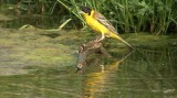 Video of Black-headed Bunting - Black-headed Bunting in very hot summer with water